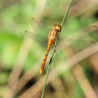 Unidentified Damselfly (Zygoptera) at Grenfell, NSW - 28 Dec 2010 by Harrisi