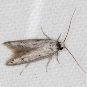 Oecophoridae provisional species 2 at Melba, ACT - 5 Nov 2018 10:09 AM