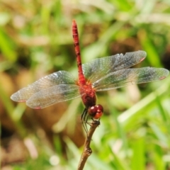 Unidentified Damselfly (Zygoptera) at Grenfell, NSW - 22 Jan 2011 by Harrisi