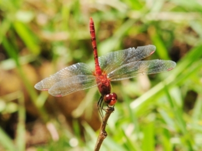 Diplacodes bipunctata (Wandering Percher) at Grenfell, NSW - 22 Jan 2011 by Harrisi