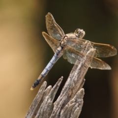 Unidentified Damselfly (Zygoptera) at Grenfell, NSW - 21 Jan 2011 by Harrisi