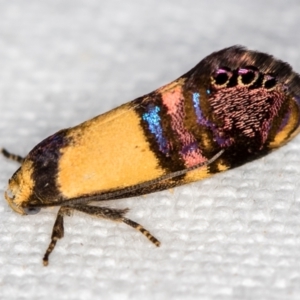 Eupselia satrapella and similar species at Melba, ACT - 5 Nov 2018 10:47 AM