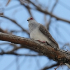 Geopelia cuneata (Diamond Dove) at Grenfell, NSW - 22 Jan 2011 by Harrisi