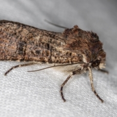 Agrotis porphyricollis (Variable Cutworm) at Melba, ACT - 4 Nov 2018 by Bron