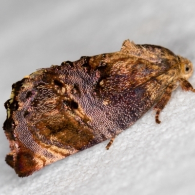 Peritropha oligodrachma (A twig moth) at Melba, ACT - 5 Nov 2018 by Bron