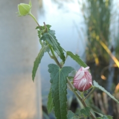Pavonia hastata (Spearleaf Swampmallow) at Isabella Plains, ACT - 4 Apr 2021 by MichaelBedingfield