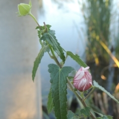 Pavonia hastata (Spearleaf Swampmallow) at Upper Stranger Pond - 4 Apr 2021 by michaelb