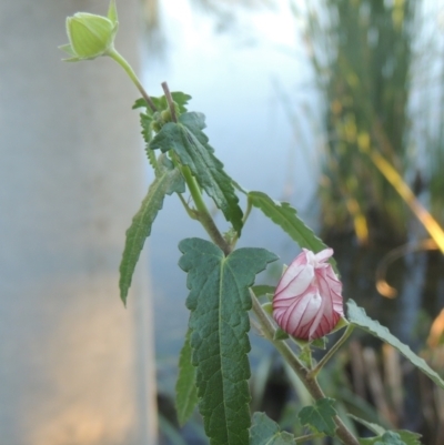 Pavonia hastata (Spearleaf Swampmallow) at Upper Stranger Pond - 4 Apr 2021 by michaelb