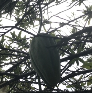 Araujia sericifera at O'Malley, ACT - 2 Jul 2021