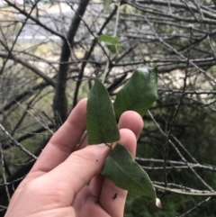 Araujia sericifera at O'Malley, ACT - 2 Jul 2021 11:10 AM