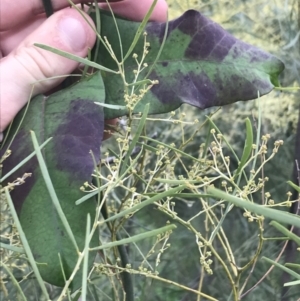 Araujia sericifera at O'Malley, ACT - 2 Jul 2021 11:10 AM