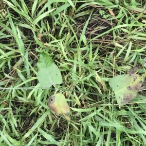 Araujia sericifera at O'Malley, ACT - 2 Jul 2021