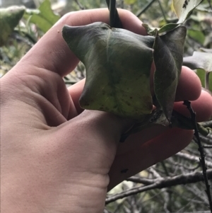 Araujia sericifera at O'Malley, ACT - 2 Jul 2021 11:10 AM