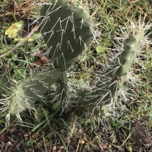 Opuntia ficus-indica at O'Malley, ACT - 2 Jul 2021