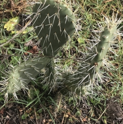 Opuntia ficus-indica (Indian Fig, Spineless Cactus) at O'Malley, ACT - 2 Jul 2021 by Tapirlord