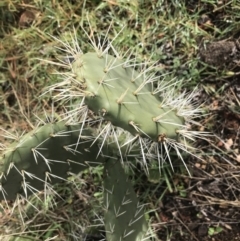 Opuntia ficus-indica at O'Malley, ACT - 2 Jul 2021