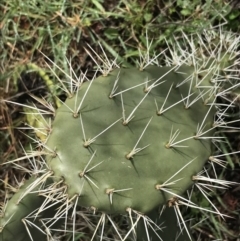 Opuntia ficus-indica at O'Malley, ACT - 2 Jul 2021