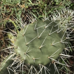 Opuntia ficus-indica at O'Malley, ACT - 2 Jul 2021