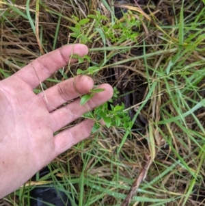 Asparagus asparagoides at West Albury, NSW - 15 Jul 2021