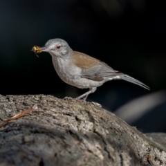 Colluricincla harmonica (Grey Shrikethrush) at Majura, ACT - 12 Jul 2021 by trevsci