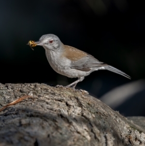 Colluricincla harmonica at Majura, ACT - 12 Jul 2021