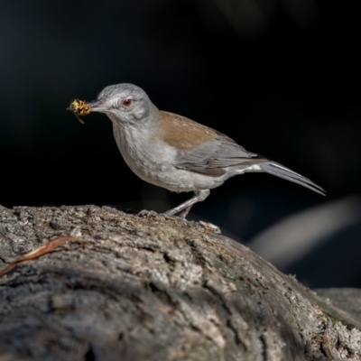 Colluricincla harmonica (Grey Shrikethrush) at Mount Ainslie - 12 Jul 2021 by trevsci