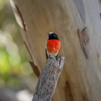 Petroica boodang (Scarlet Robin) at Majura, ACT - 12 Jul 2021 by trevsci