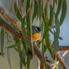 Pardalotus punctatus (Spotted Pardalote) at Mount Ainslie - 12 Jul 2021 by trevsci