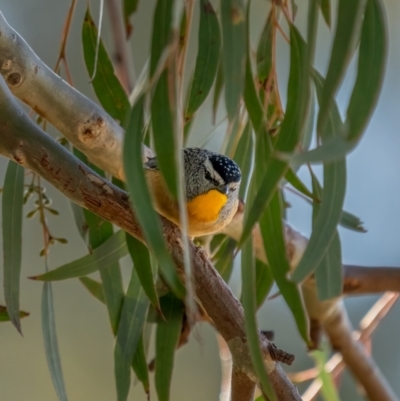 Pardalotus punctatus (Spotted Pardalote) at Mount Ainslie - 12 Jul 2021 by trevsci