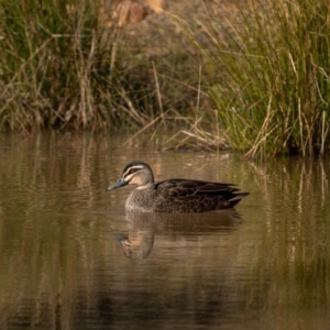 Anas superciliosa at Majura, ACT - 12 Jul 2021 11:41 AM