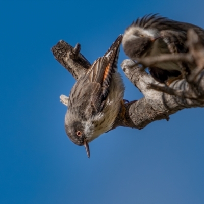 Daphoenositta chrysoptera (Varied Sittella) at Majura, ACT - 12 Jul 2021 by trevsci