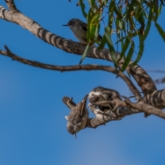 Daphoenositta chrysoptera at Majura, ACT - 12 Jul 2021