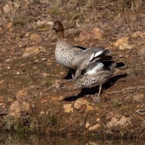 Chenonetta jubata at Majura, ACT - 12 Jul 2021 11:44 AM