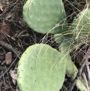 Opuntia stricta at O'Malley, ACT - 2 Jul 2021 11:24 AM