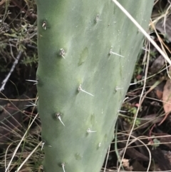 Opuntia stricta at O'Malley, ACT - 2 Jul 2021 11:24 AM