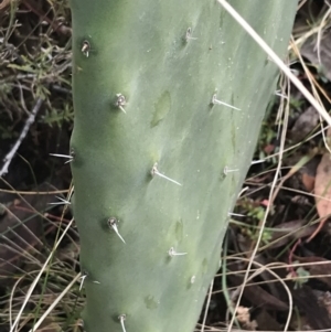 Opuntia stricta at O'Malley, ACT - 2 Jul 2021