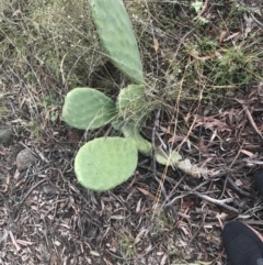 Opuntia stricta at O'Malley, ACT - 2 Jul 2021 11:24 AM