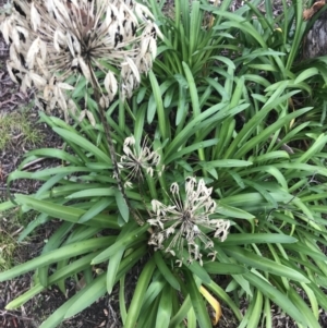 Agapanthus praecox subsp. orientalis at O'Malley, ACT - 2 Jul 2021