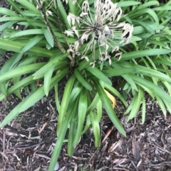 Agapanthus praecox subsp. orientalis at O'Malley, ACT - 2 Jul 2021