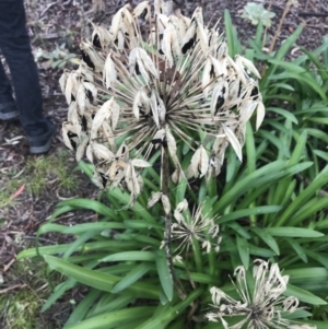 Agapanthus praecox subsp. orientalis at O'Malley, ACT - 2 Jul 2021