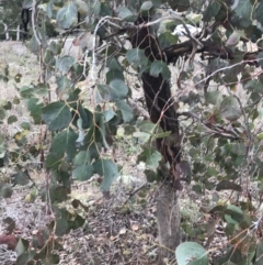 Eucalyptus polyanthemos subsp. polyanthemos (Red Box) at Scrivener Hill - 2 Jul 2021 by Tapirlord