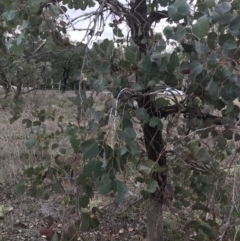 Eucalyptus polyanthemos subsp. polyanthemos at O'Malley, ACT - 2 Jul 2021 11:42 AM
