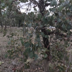 Eucalyptus polyanthemos subsp. polyanthemos at O'Malley, ACT - 2 Jul 2021