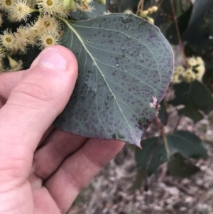 Eucalyptus polyanthemos subsp. polyanthemos at O'Malley, ACT - 2 Jul 2021