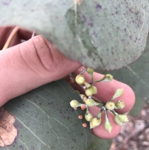 Eucalyptus polyanthemos subsp. polyanthemos at O'Malley, ACT - 2 Jul 2021