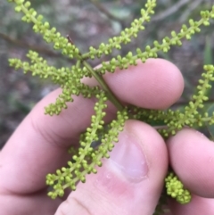 Acacia longifolia (Sydney Golden Wattle) at O'Malley, ACT - 2 Jul 2021 by Tapirlord