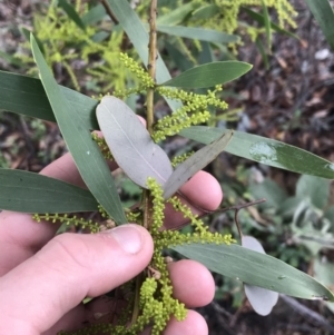 Acacia longifolia at O'Malley, ACT - 2 Jul 2021