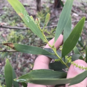 Acacia longifolia at O'Malley, ACT - 2 Jul 2021