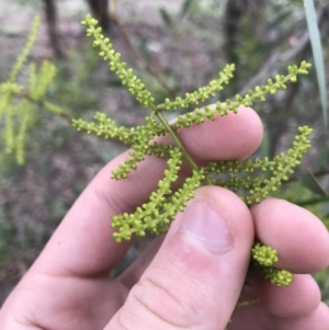 Acacia longifolia at O'Malley, ACT - 2 Jul 2021