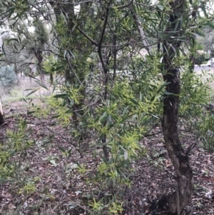 Acacia longifolia at O'Malley, ACT - 2 Jul 2021